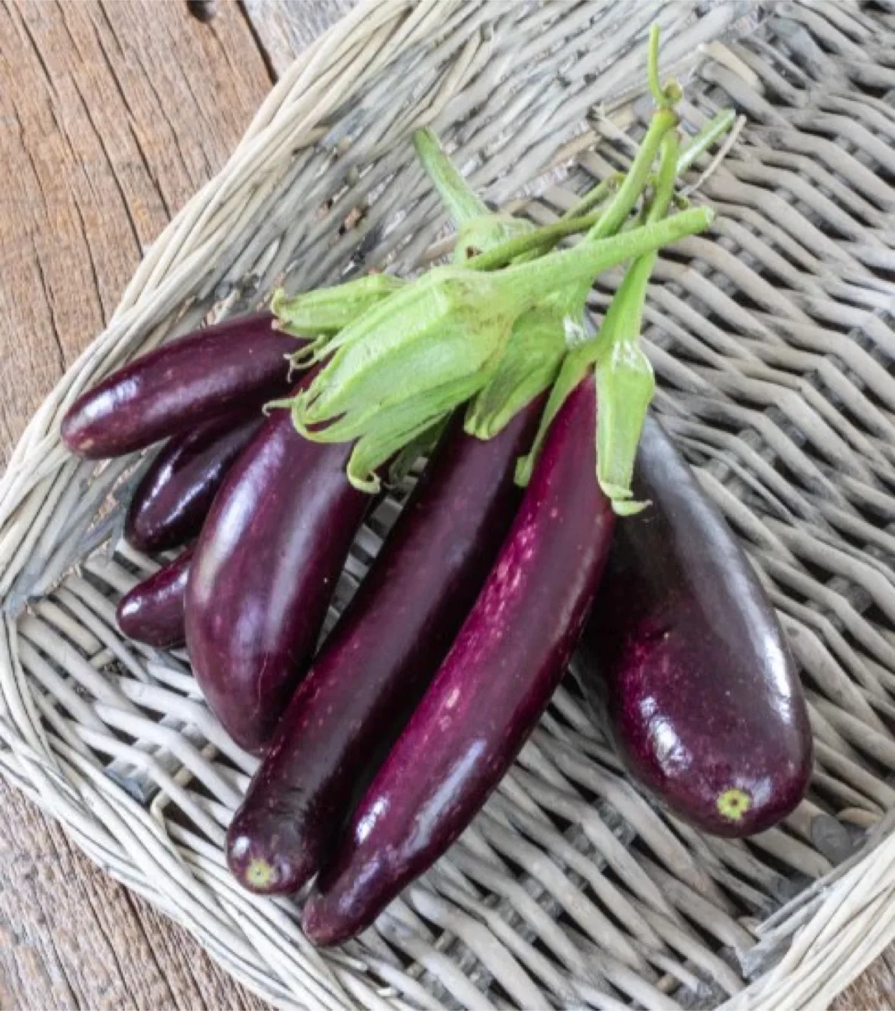 Organic eggplant seedling thumbnail