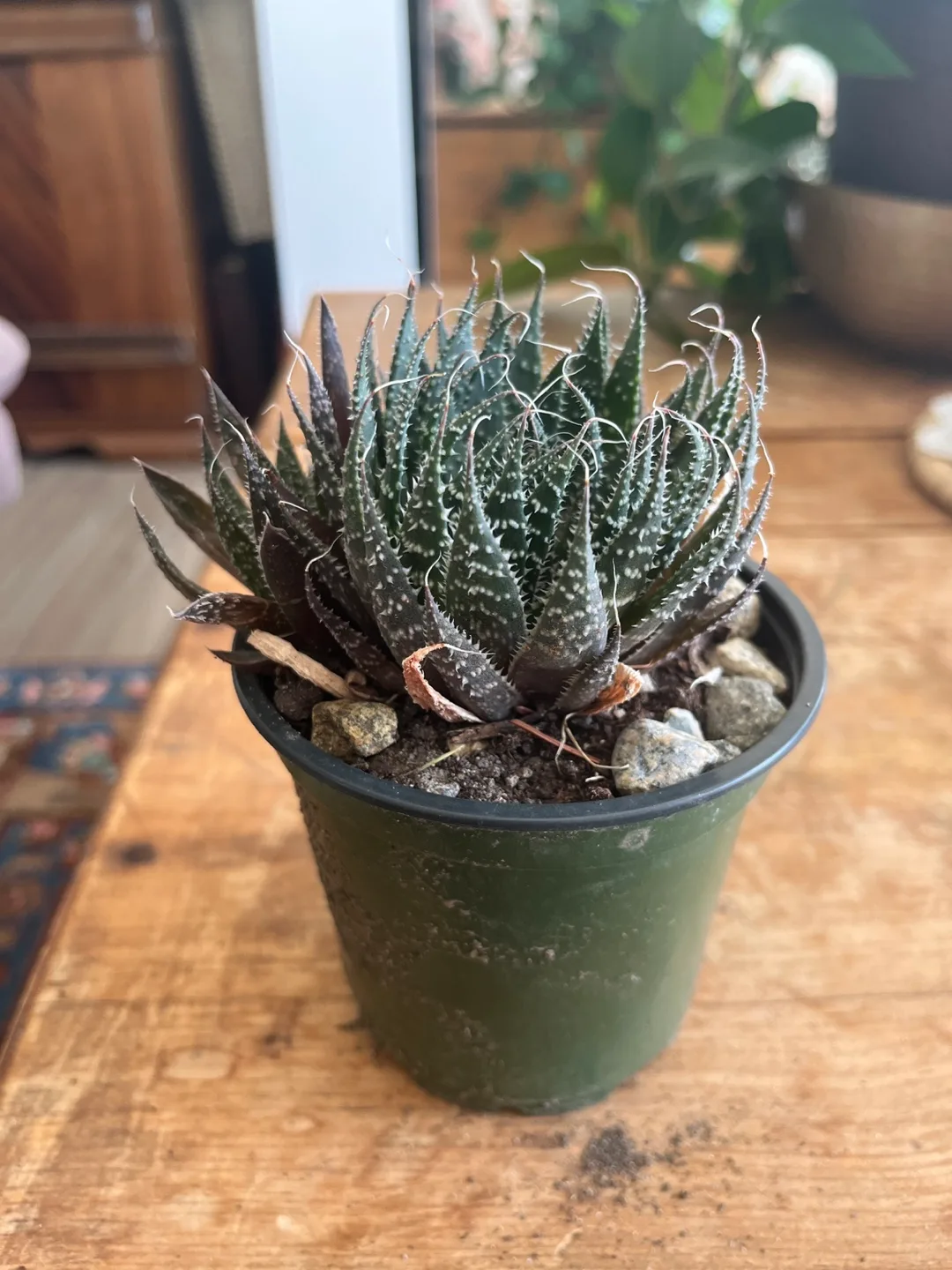 4” Succulent thumbnail