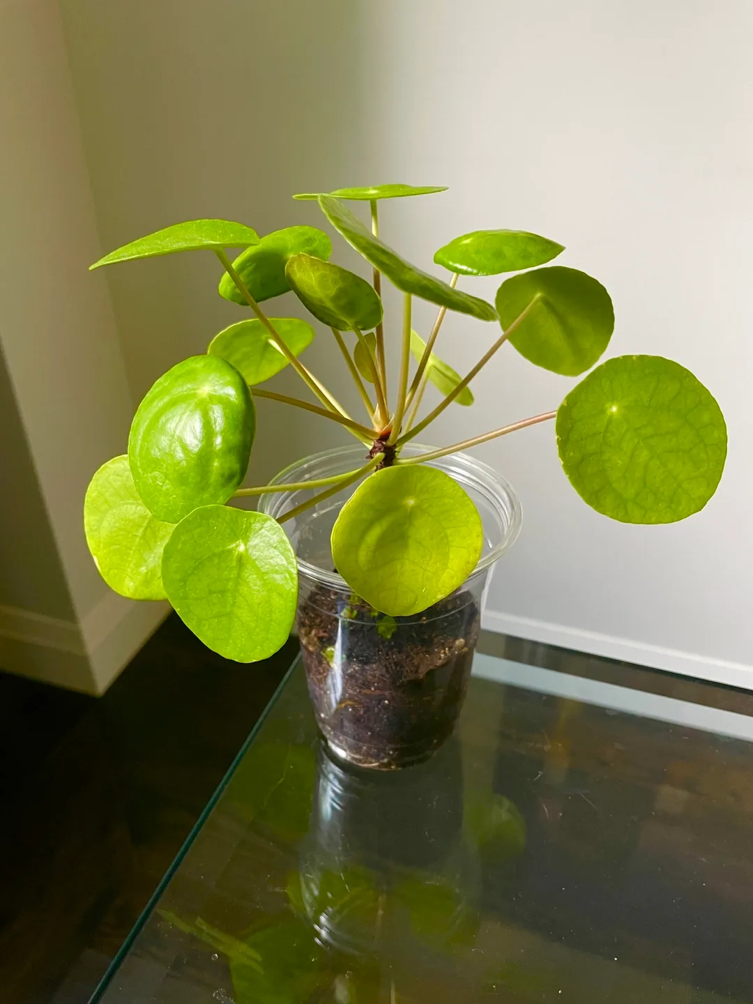 Pilea peperomioides (Chinese Money Plant) thumbnail