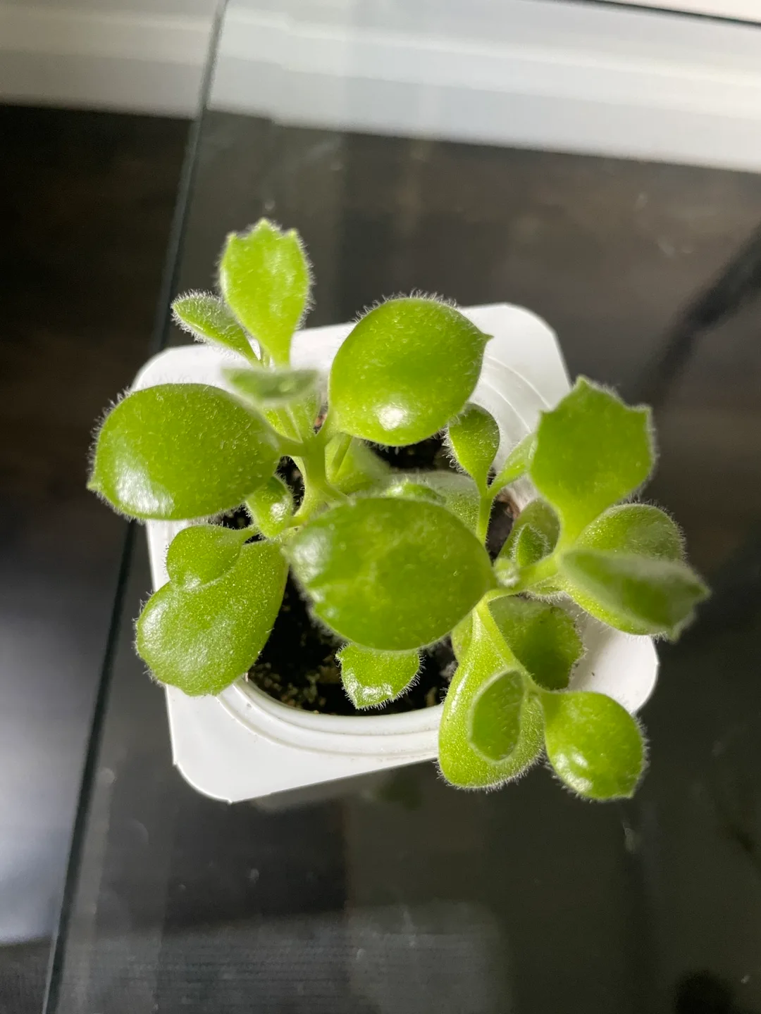 Bear paw succulent thumbnail
