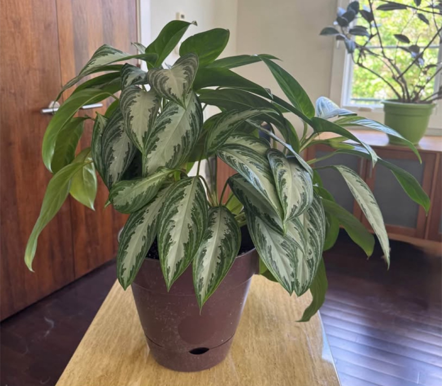 Potted Aglaonema Silver Bay Plant🥕