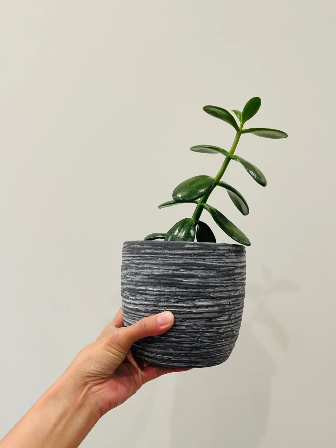 Jade Plant in Grey Pot thumbnail