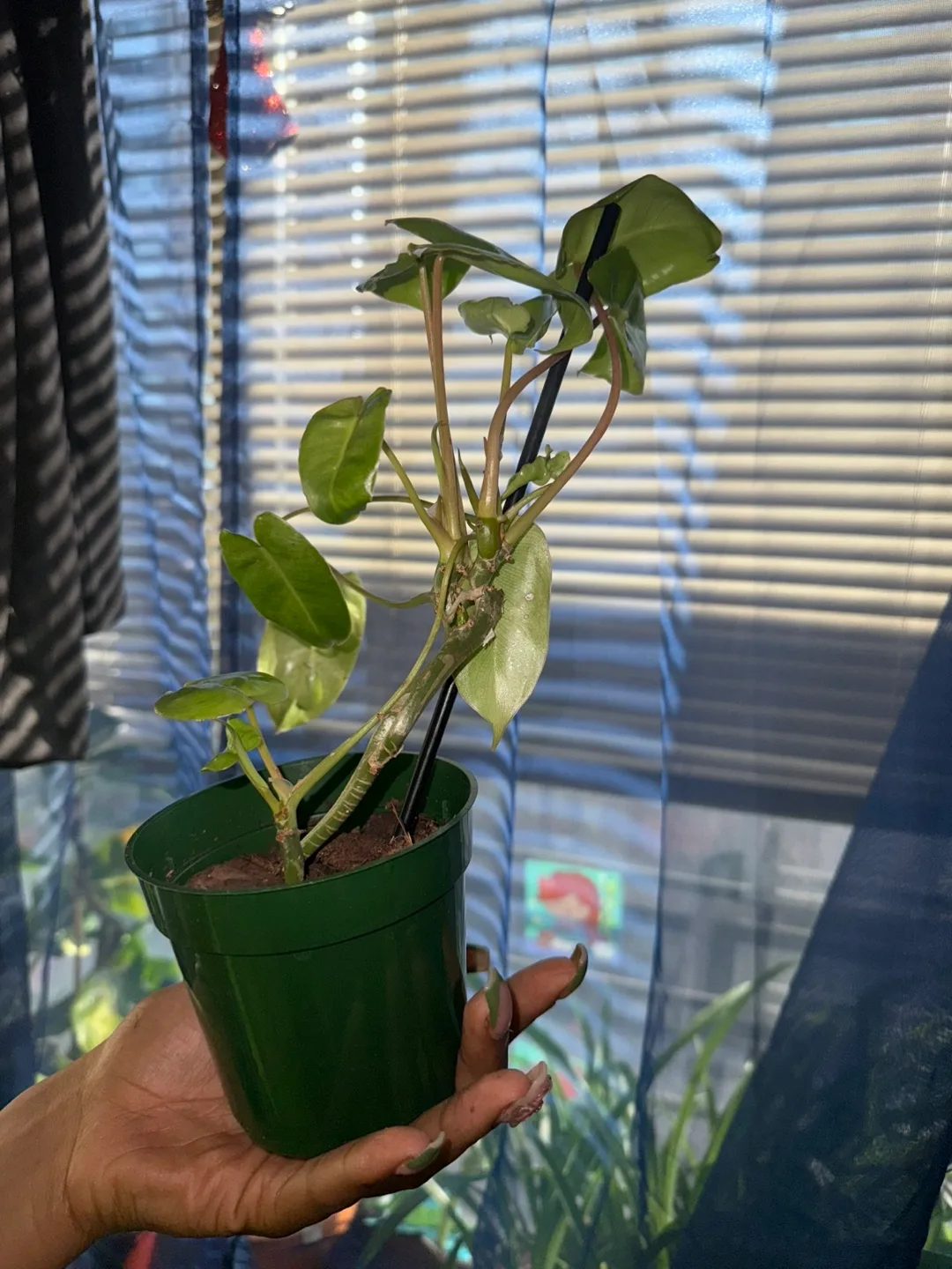 Philodendron Burlee-Marx image indicator(4)