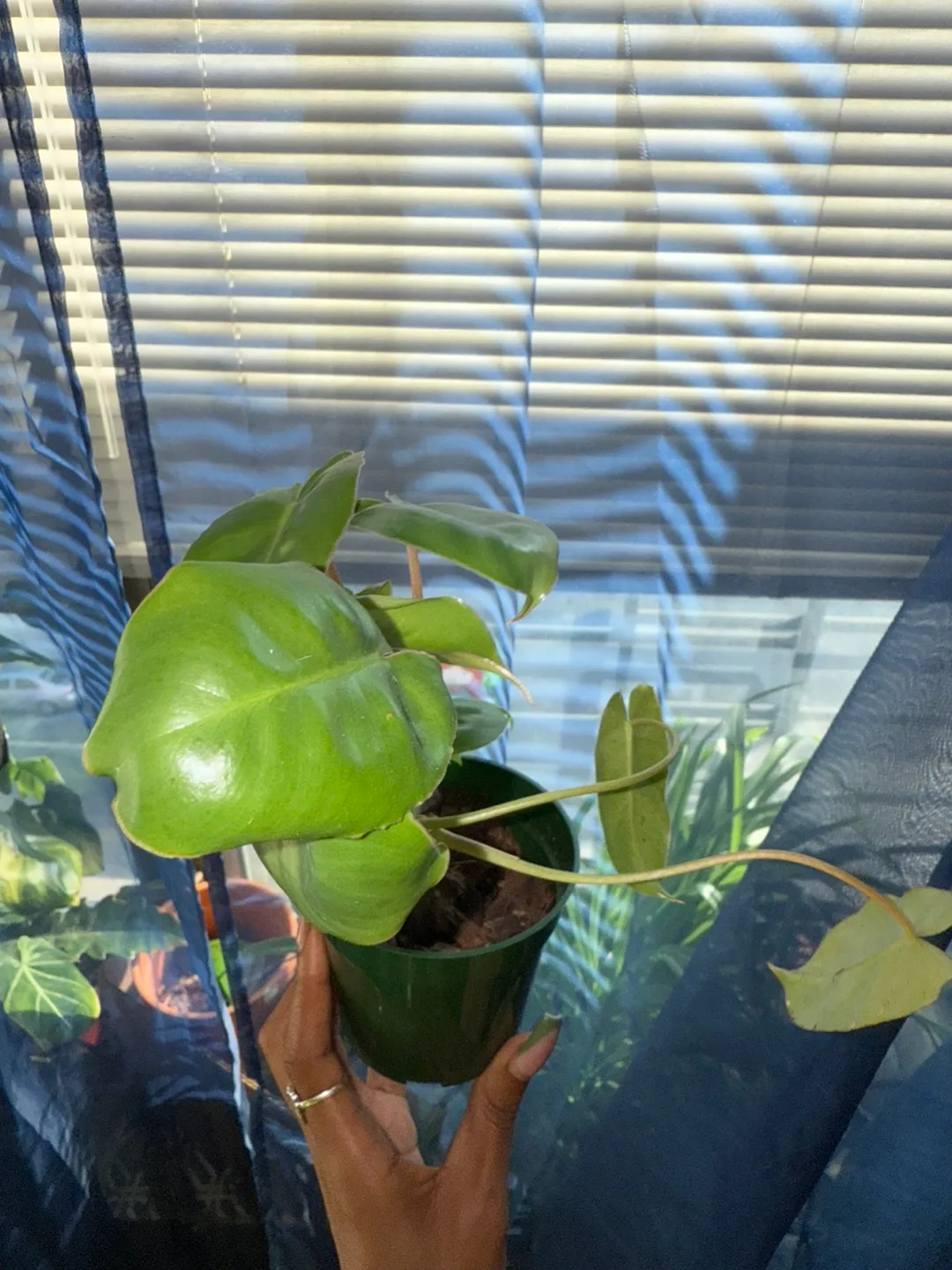 Philodendron Burlee-Marx image indicator(3)