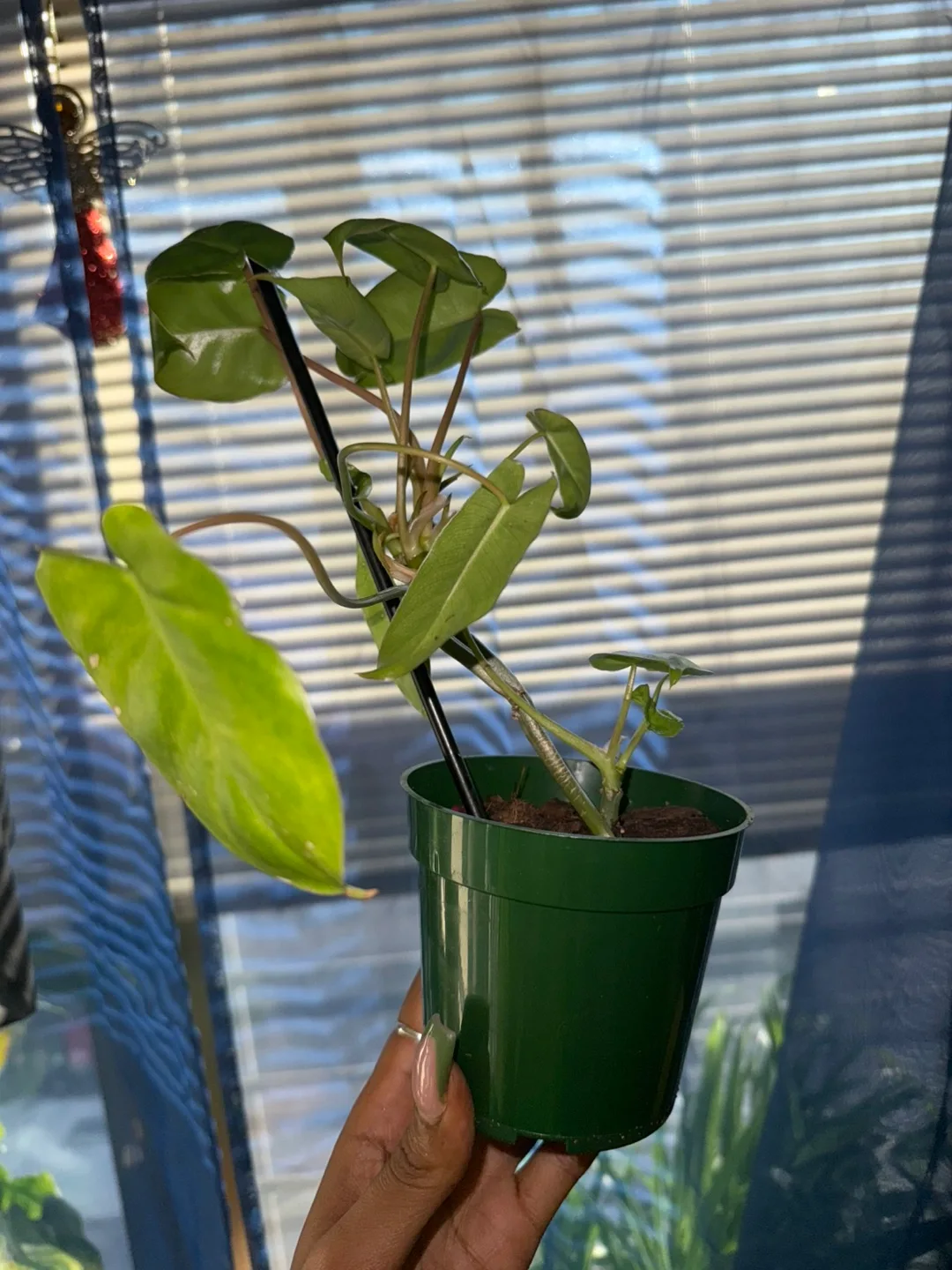 Philodendron Burlee-Marx image indicator(2)