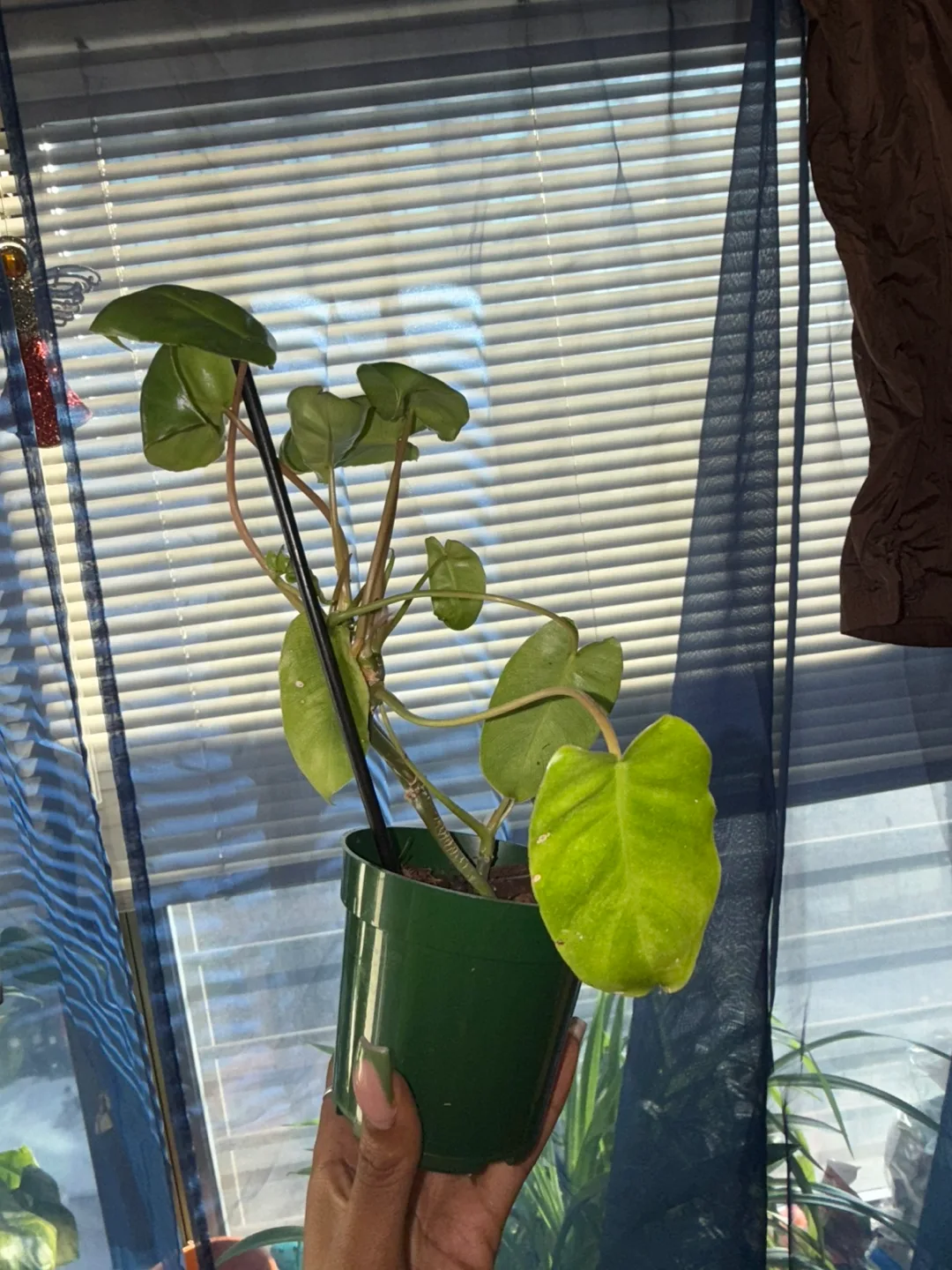 Philodendron Burlee-Marx image indicator(5)