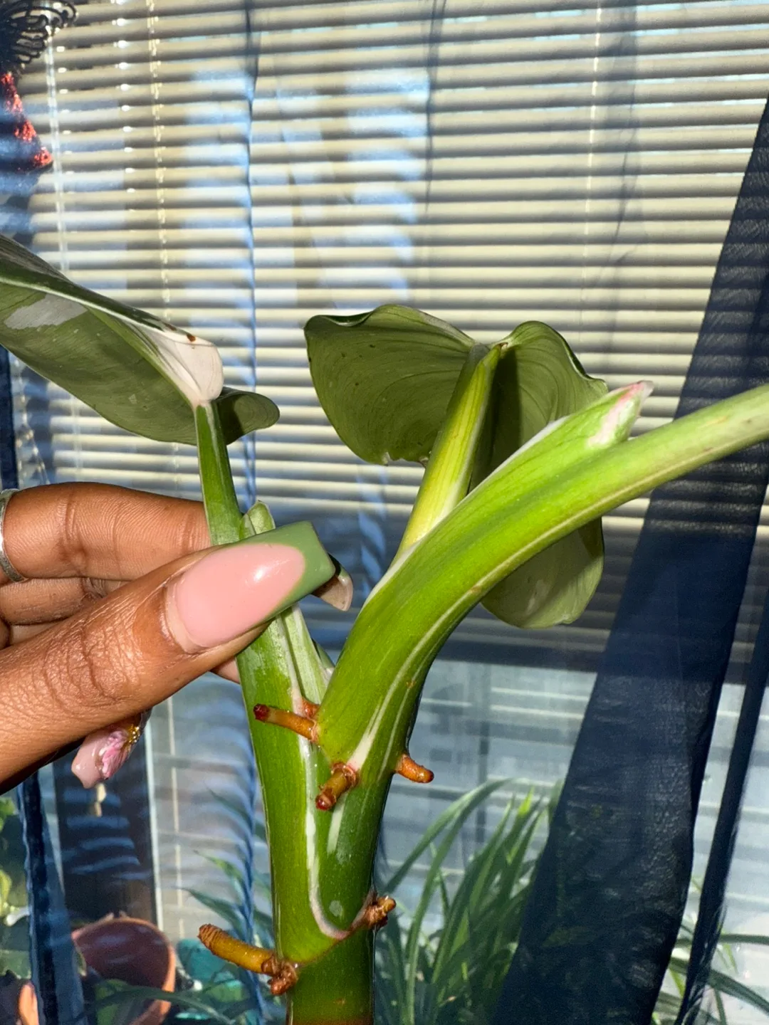 Philodendron White knight Plant Cutting image indicator(3)