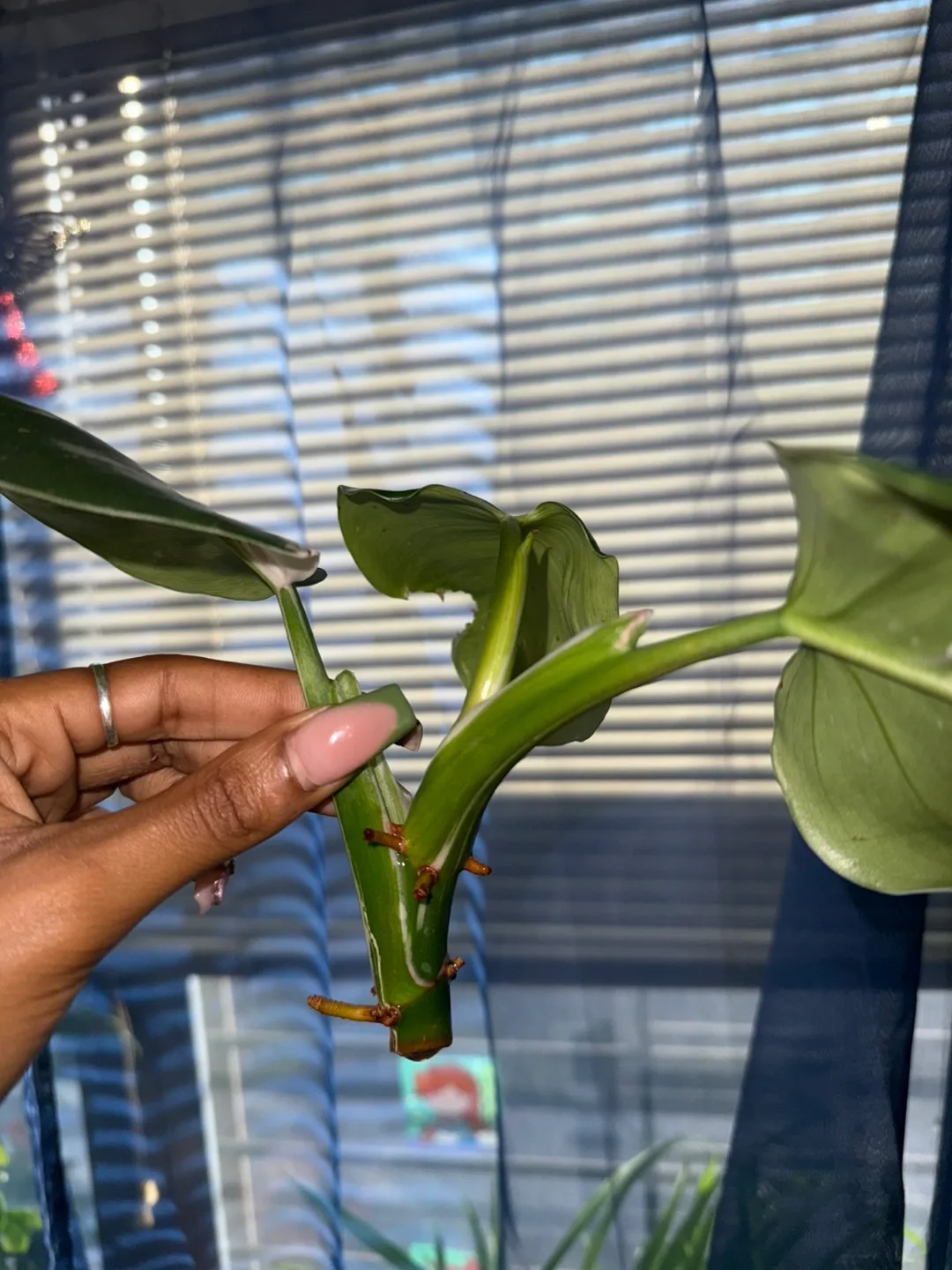 Philodendron White knight Plant Cutting image indicator(2)