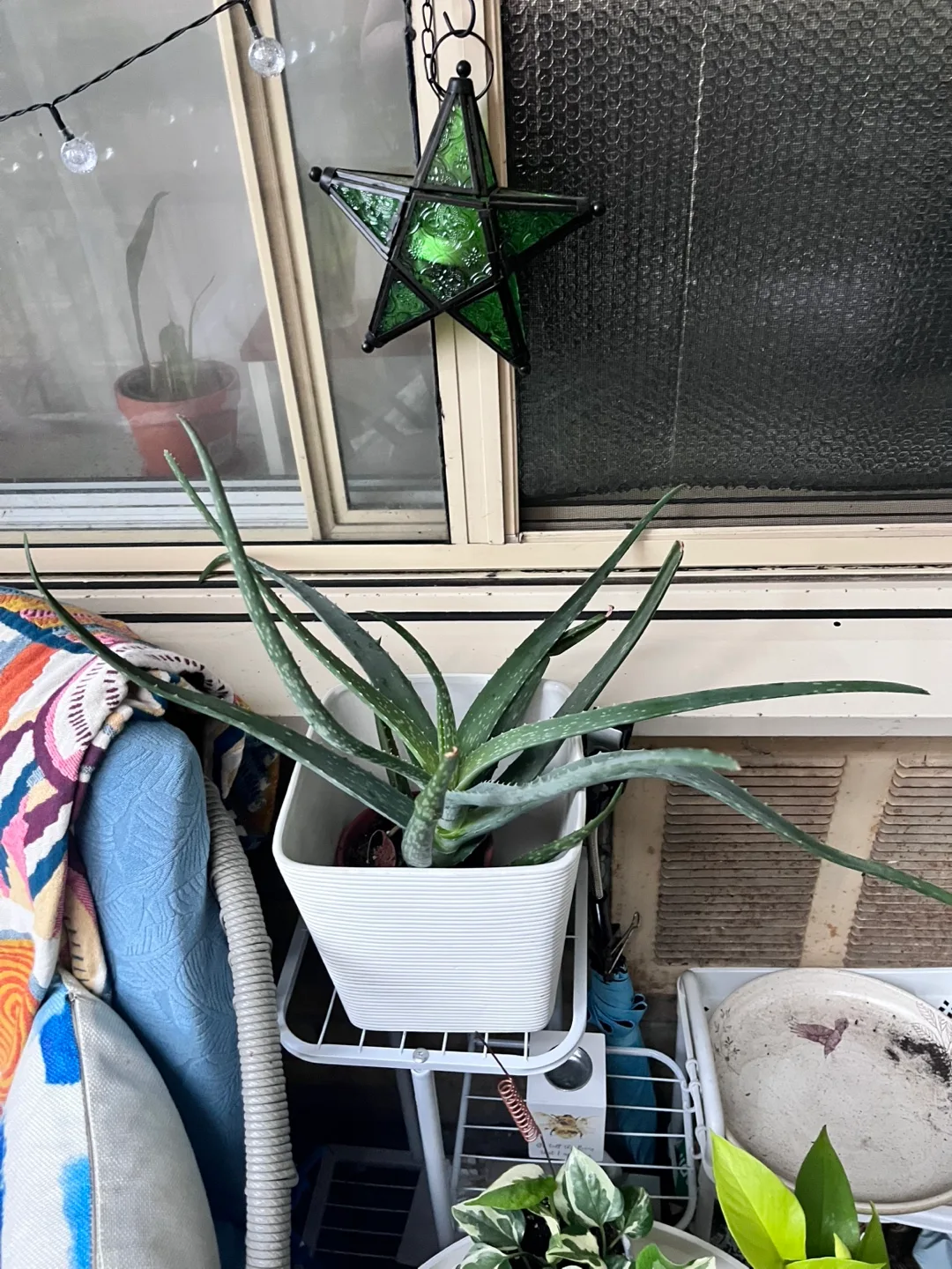 Aloe Vera Plant thumbnail