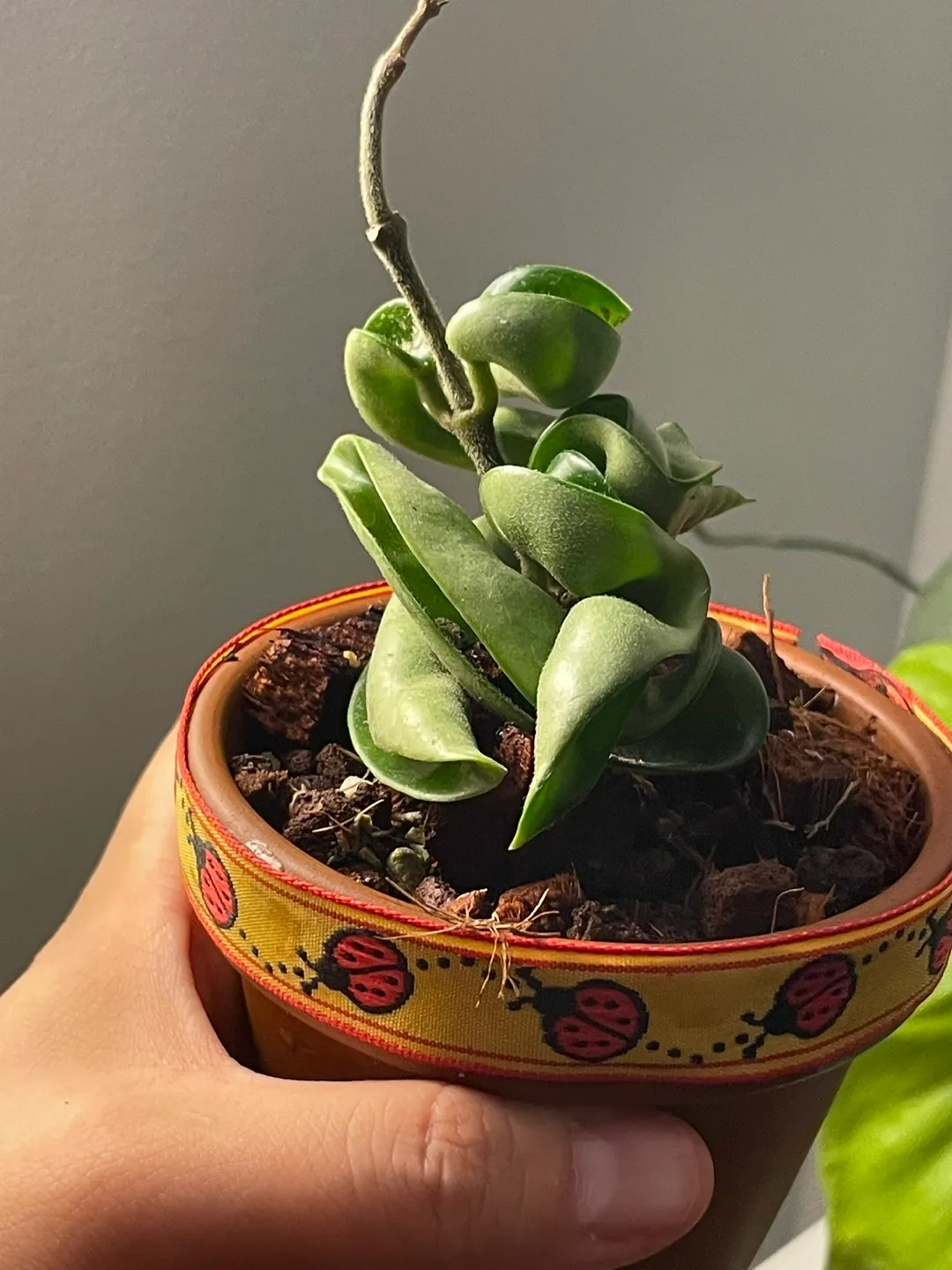 🪴 Hoya Compacta (Hindu Rope) Starter Size thumbnail