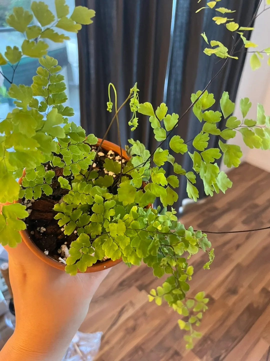 Adiantum Maidenhair Fern in Terra Cotta Pot thumbnail