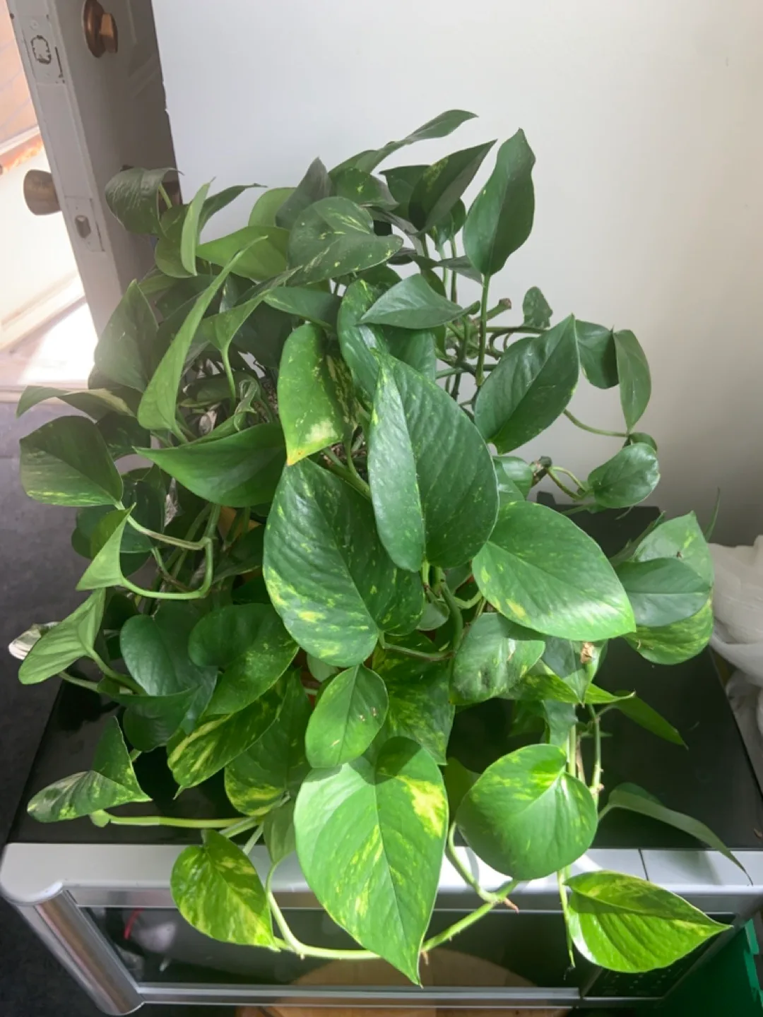 Pothos Plant with 6” Yellow ceramic Planter thumbnail