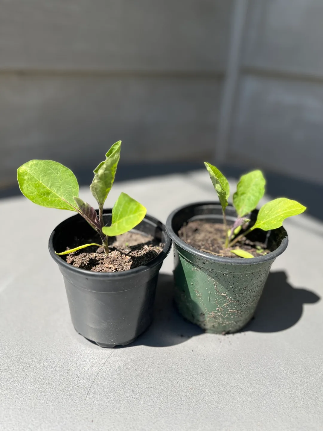 TWO eggplant plants thumbnail