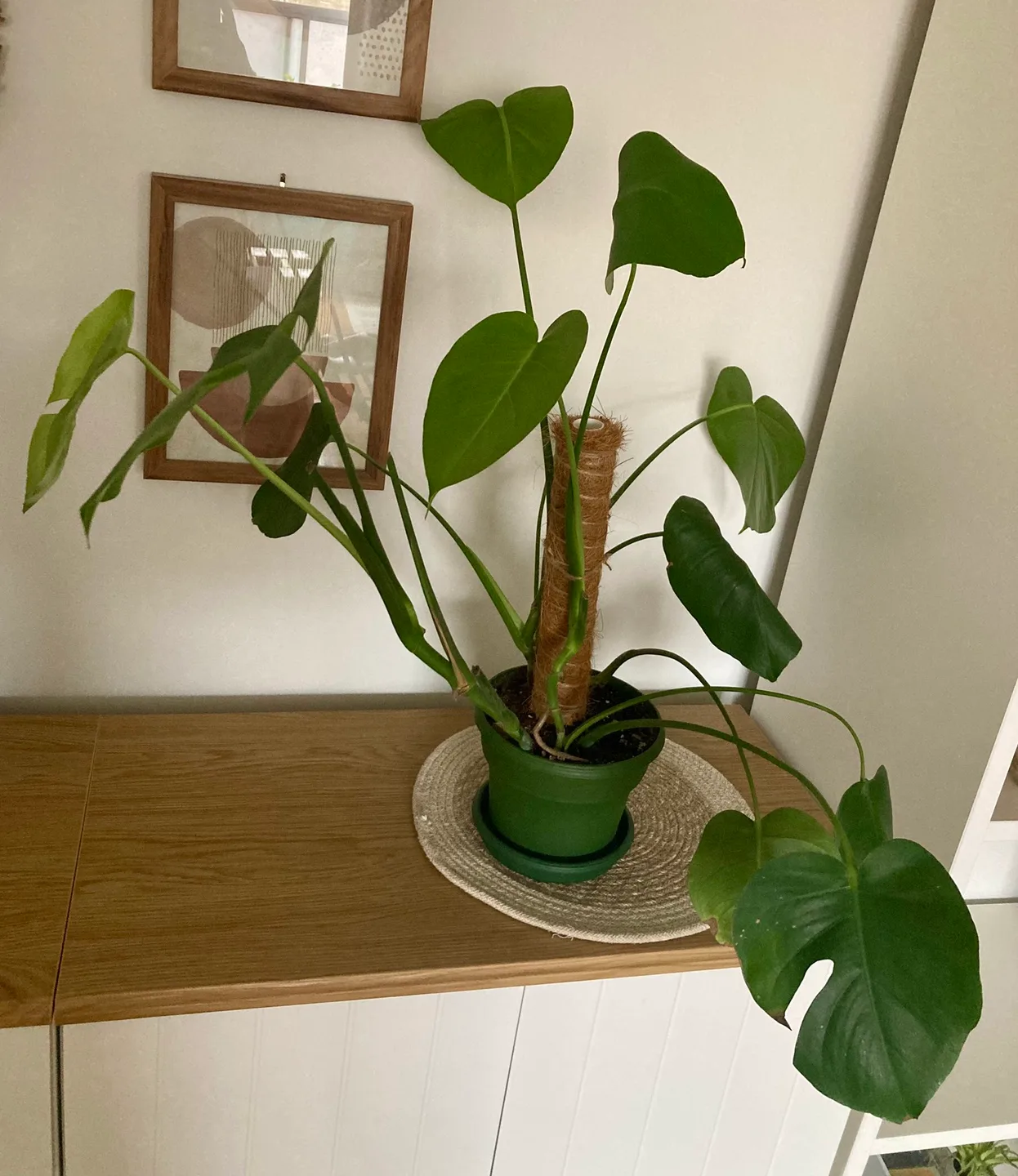 Young Monstera Plant thumbnail