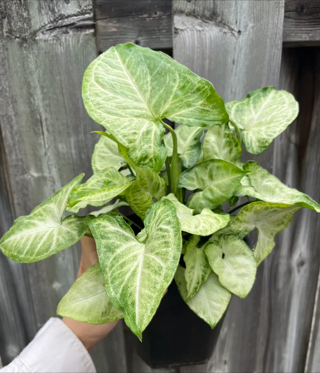 Syngonium Plant in 6” pot thumbnail