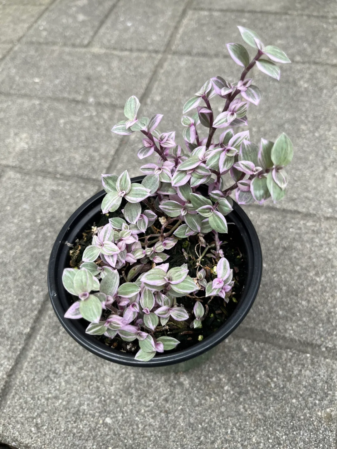 Pink lady plant in 4” pot thumbnail