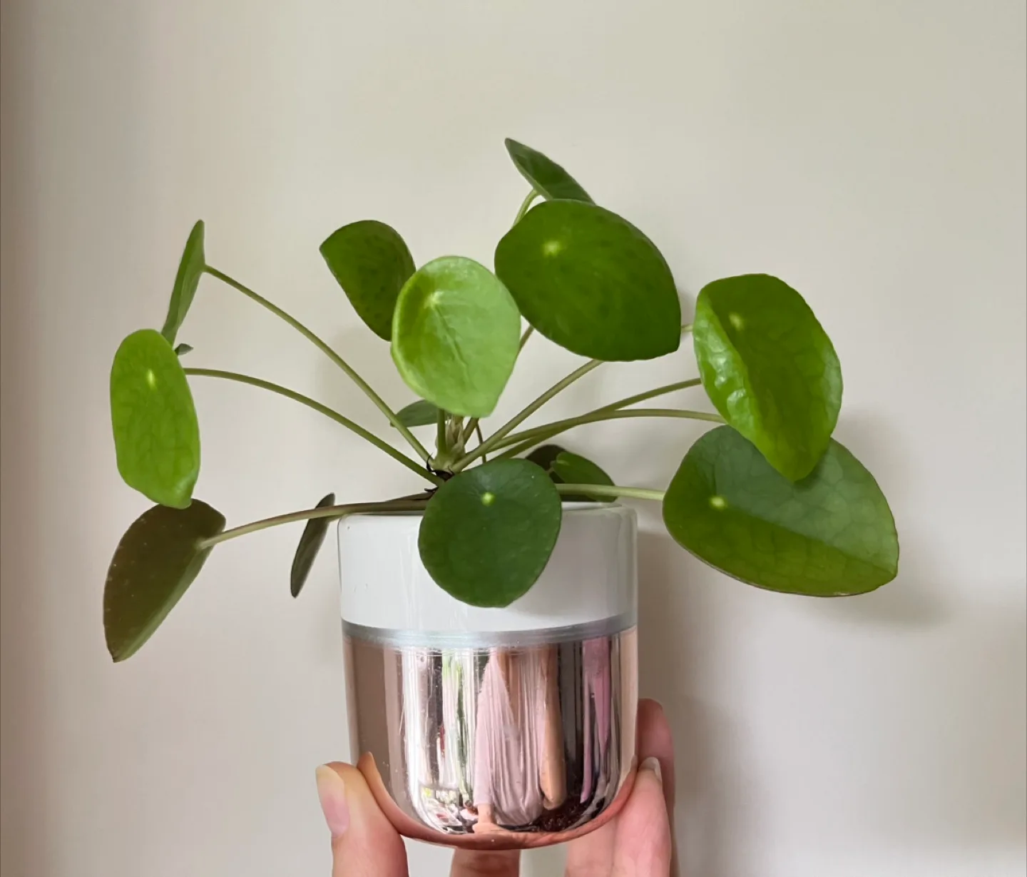 Pilea peperomioides plant in pot thumbnail