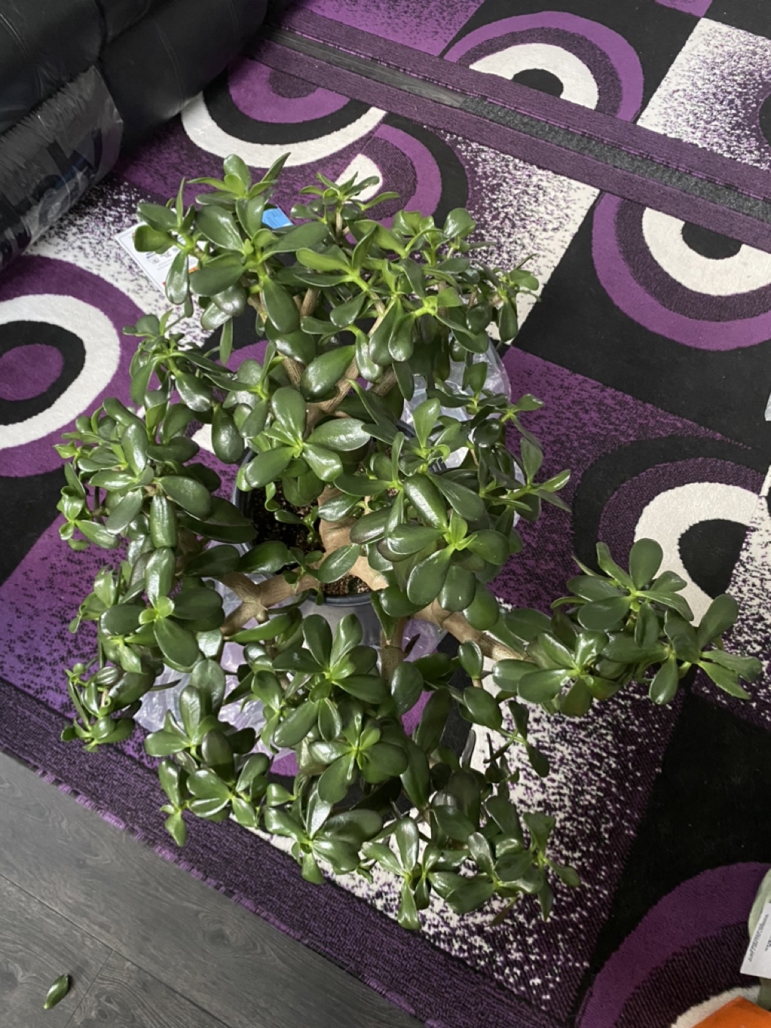 Jade Plant - photo 2