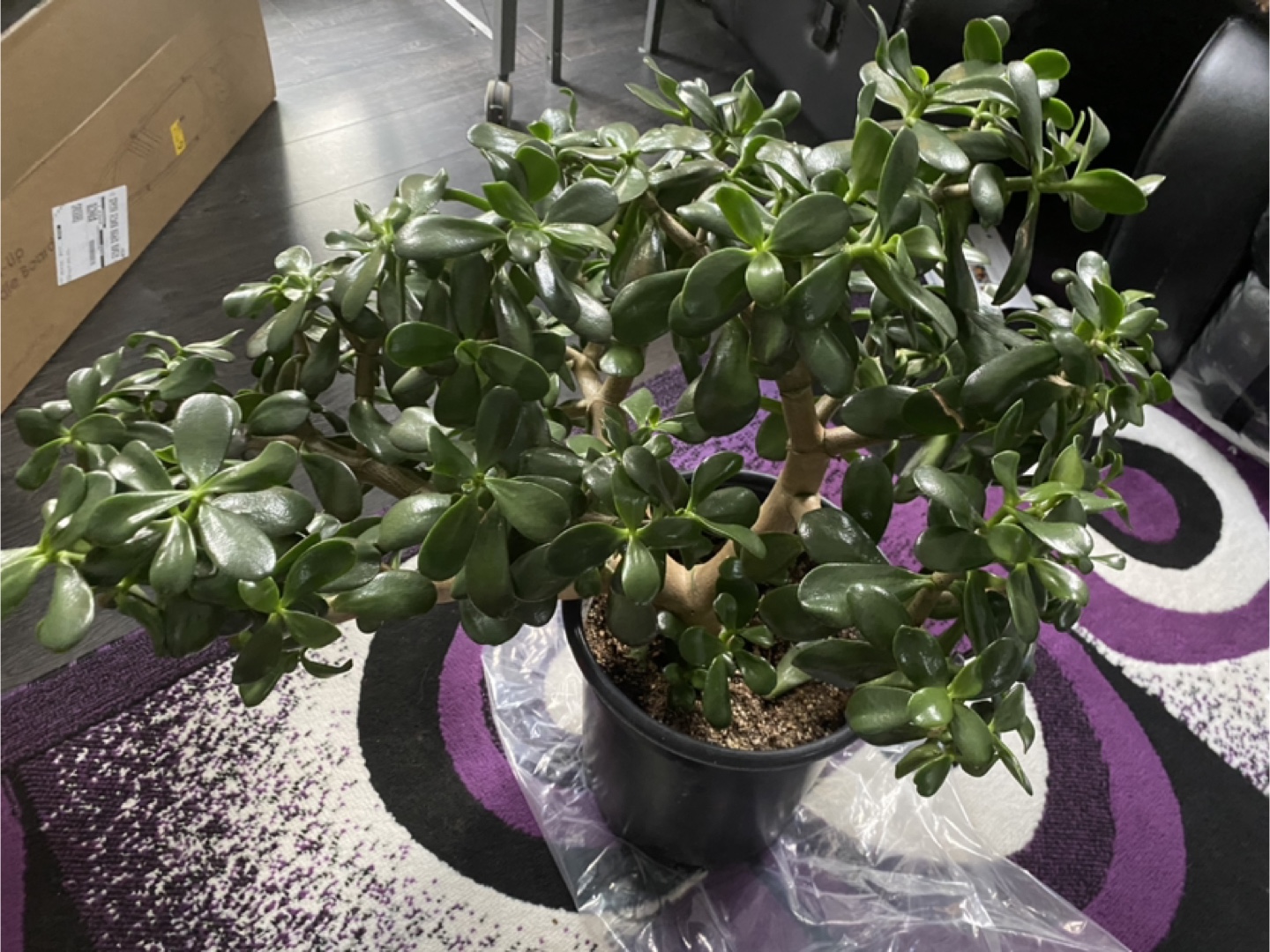 Jade Plant - photo 3