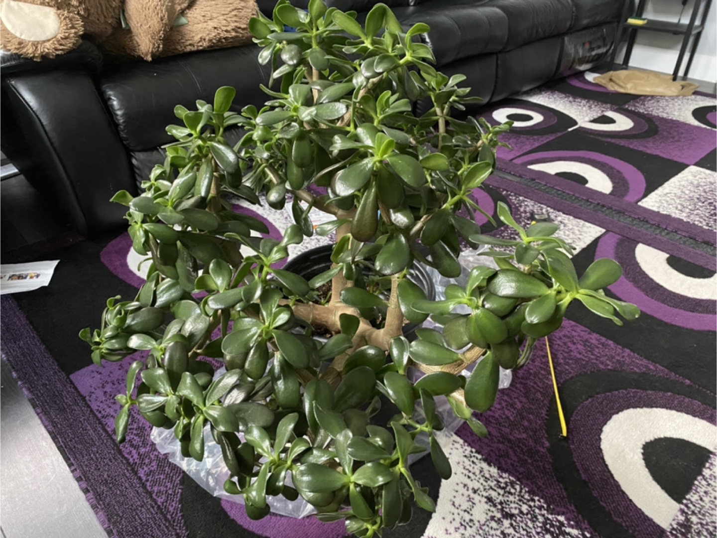 Jade Plant - photo 5