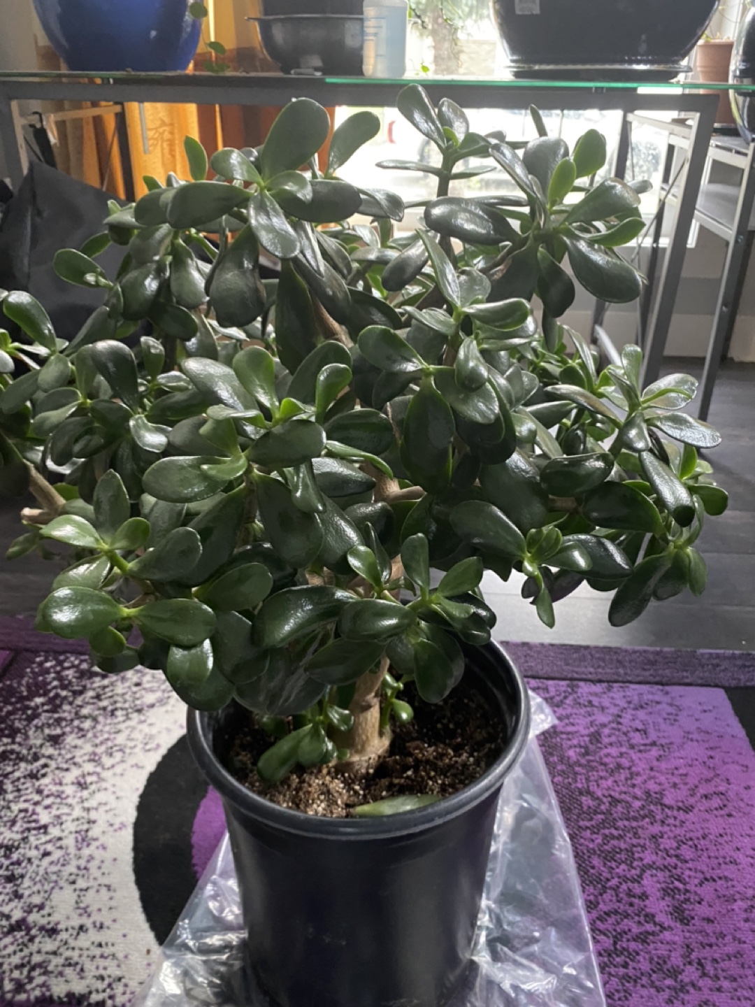 Jade Plant - photo 4