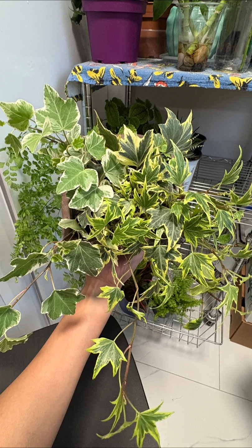 Potted English Ivy Plant 🌱 thumbnail