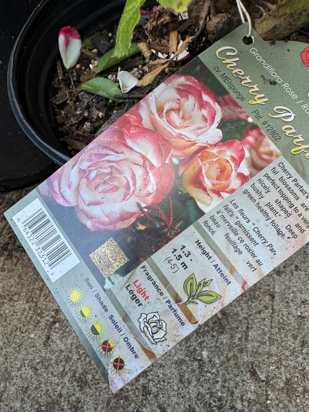 Roses Pan American "Perfume Delight" thumbnail