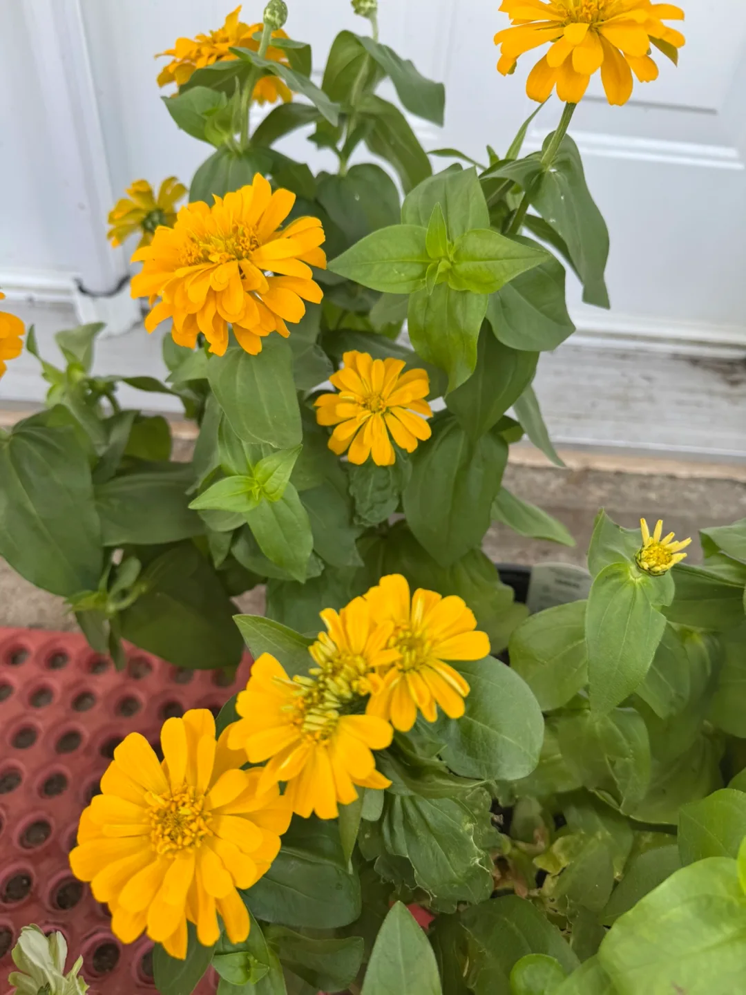 zinnia plant thumbnail