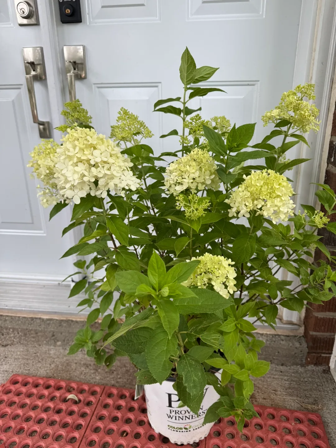 Proven Winners Hydrangea plant thumbnail
