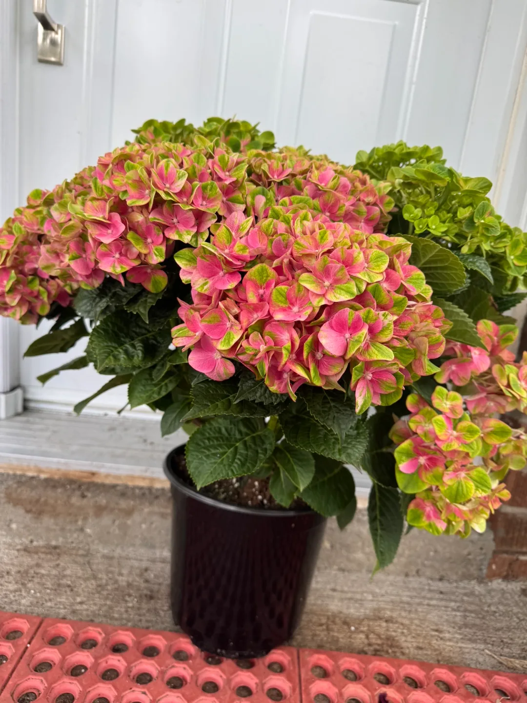 Hydrangea Plant thumbnail