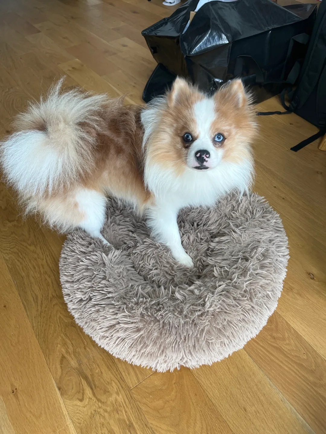 Small Pet Bed (for puppies or small dogs) dog not included thumbnail