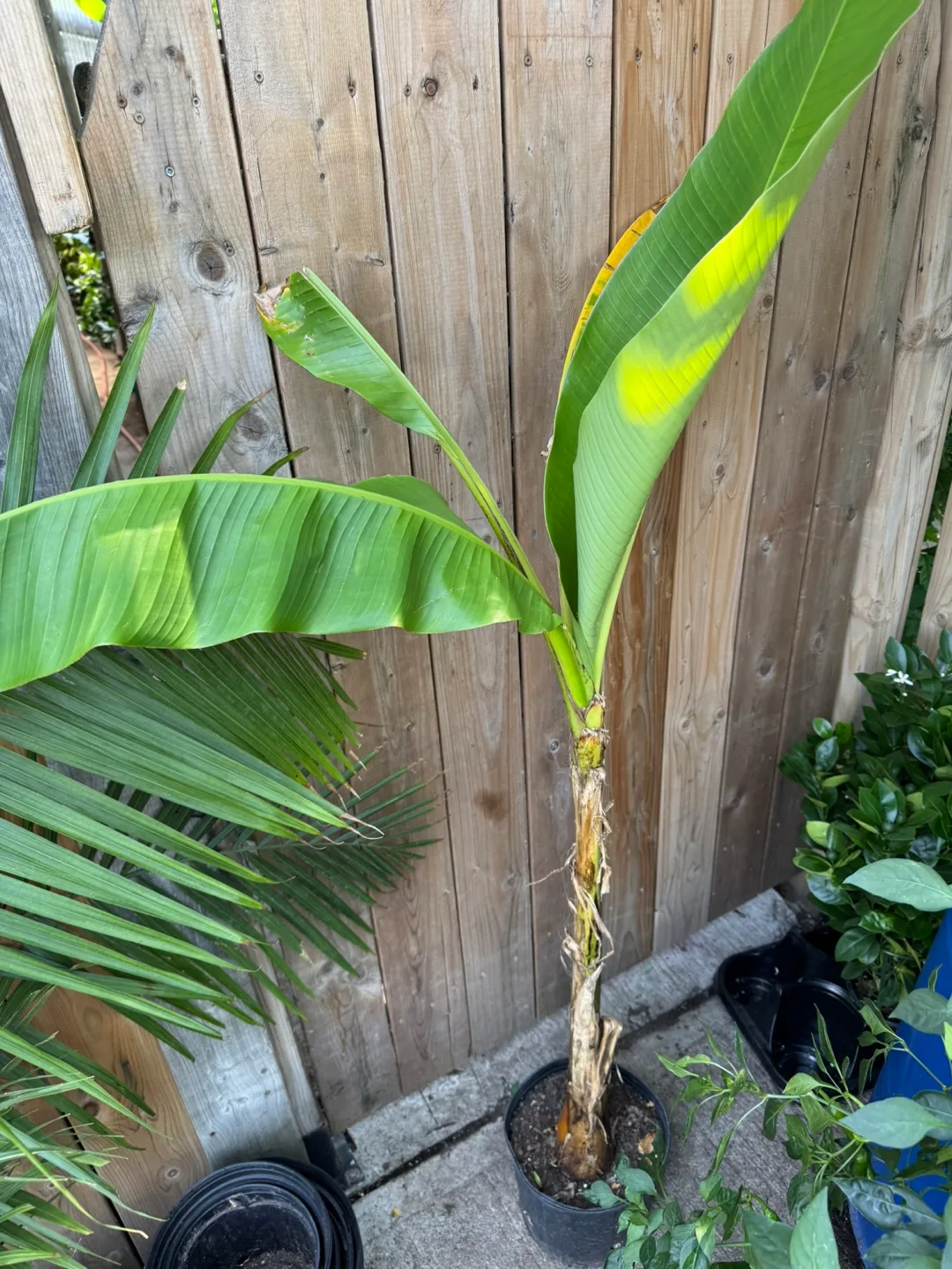 Winter hardy Banana tree thumbnail