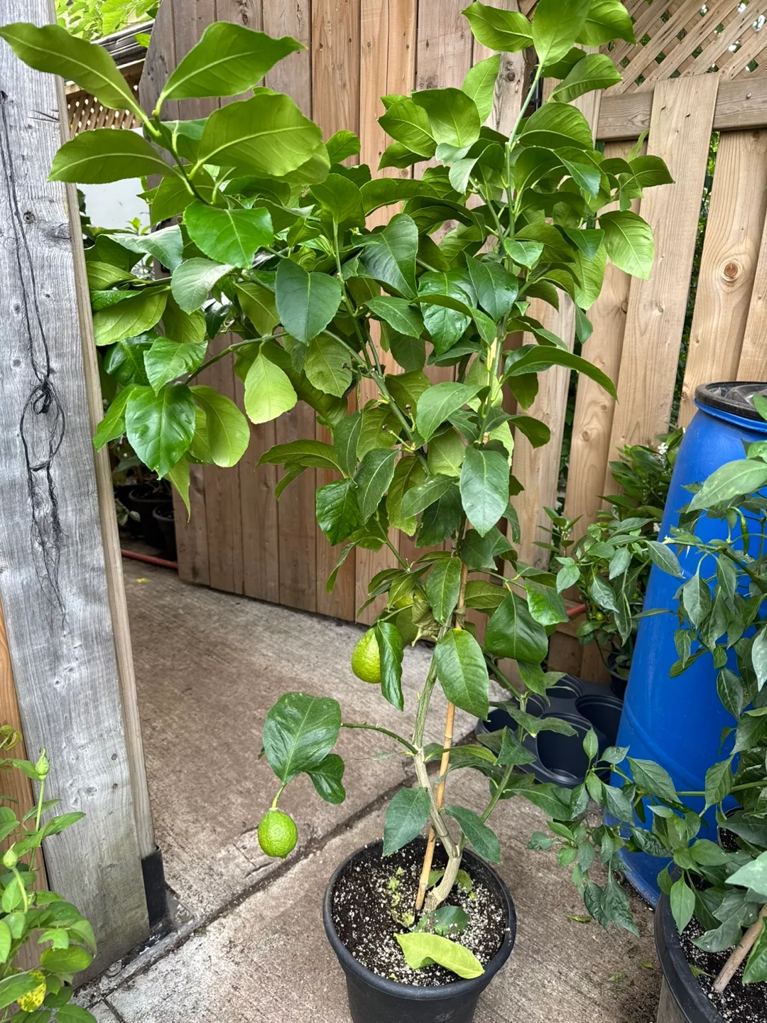 Lemon Tree in Pot with big fruits thumbnail
