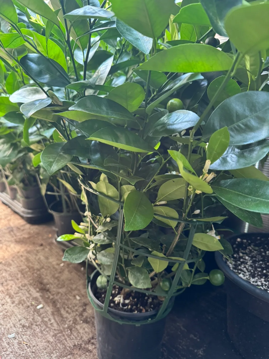 Calamondin Plant thumbnail