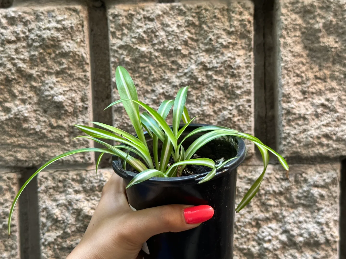 Variegated Spider Plant thumbnail