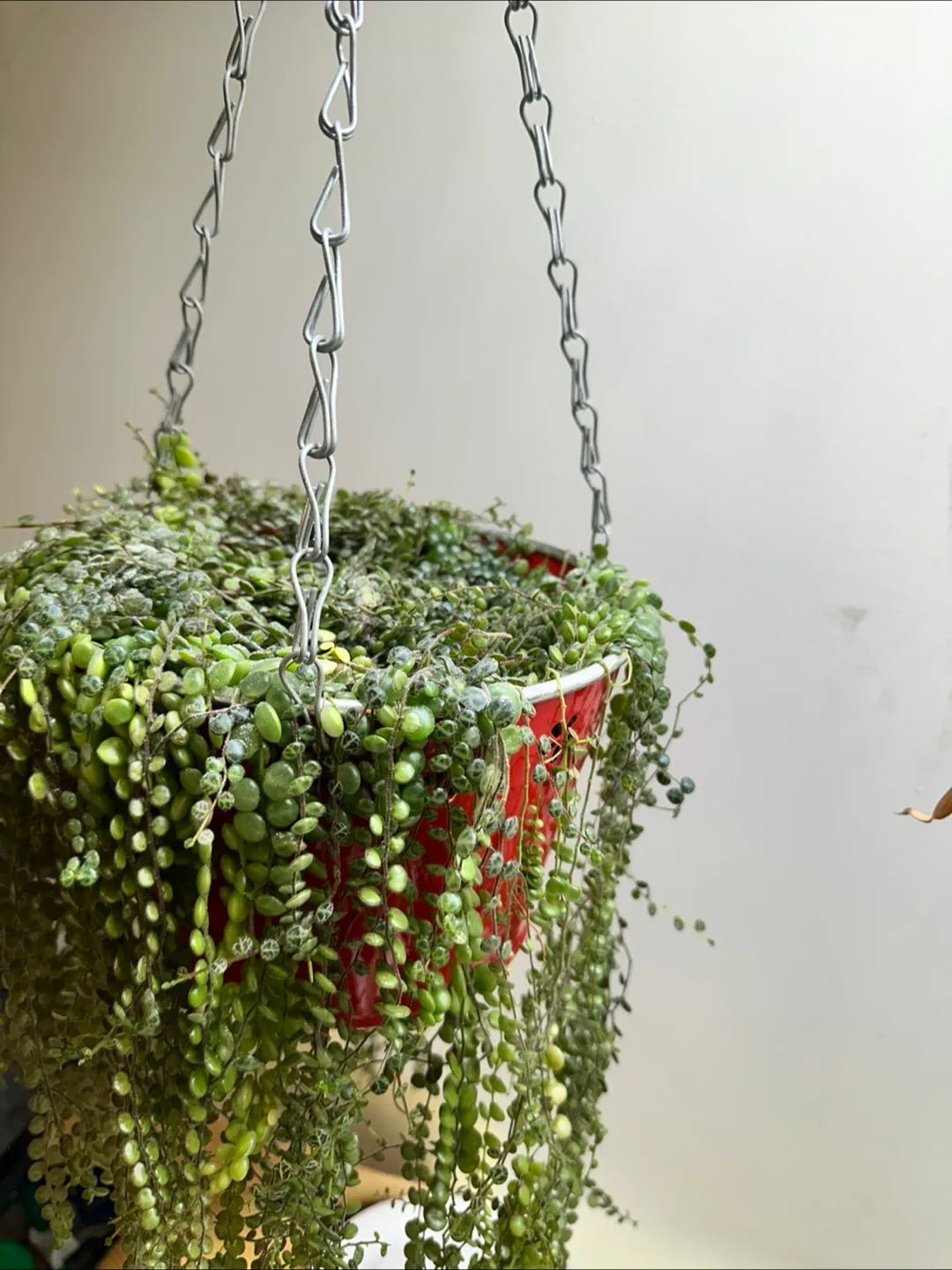 String of Turtles Fresh Cuttings image indicator(2)