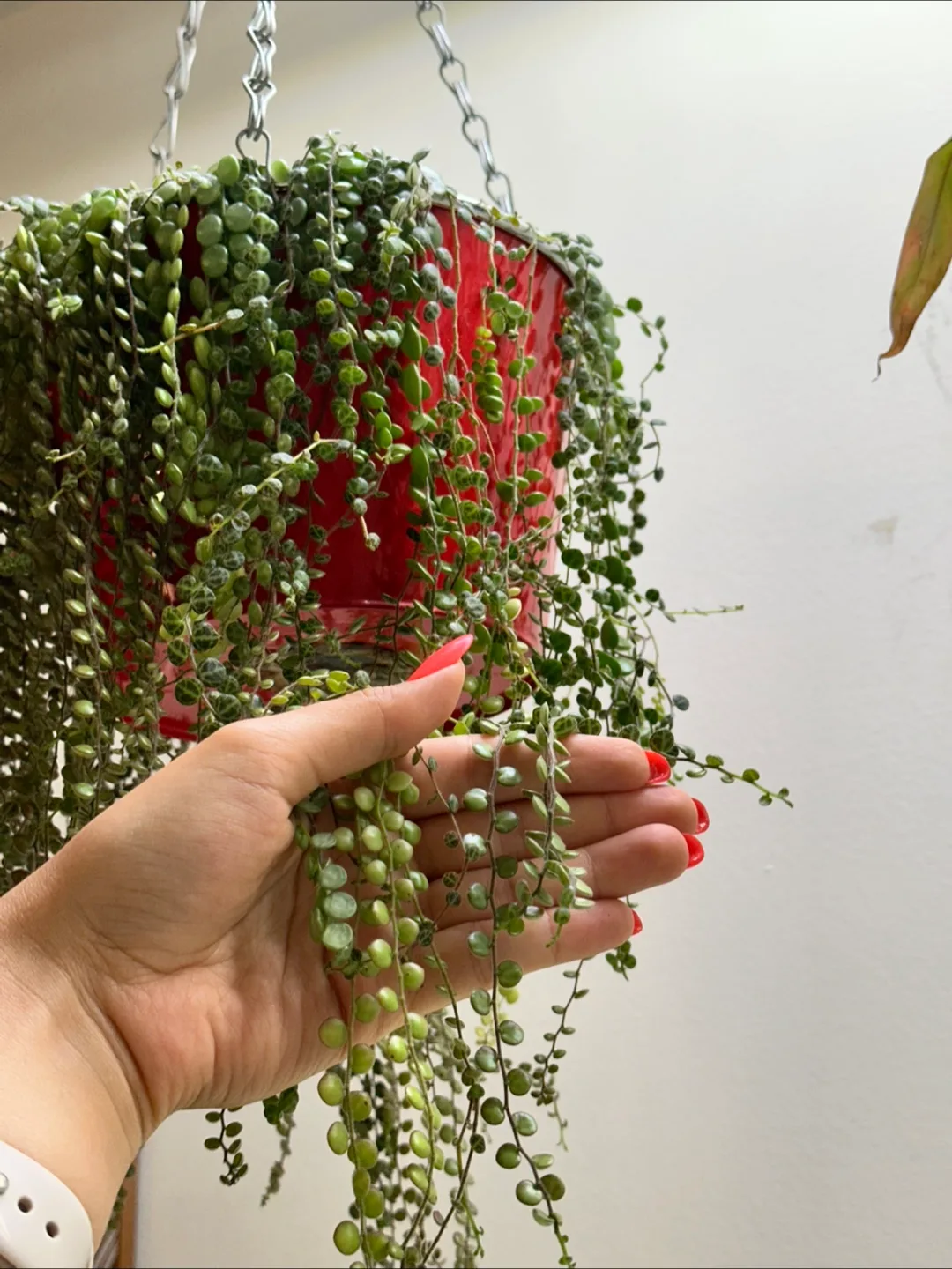 String of Turtles Fresh Cuttings image indicator(3)