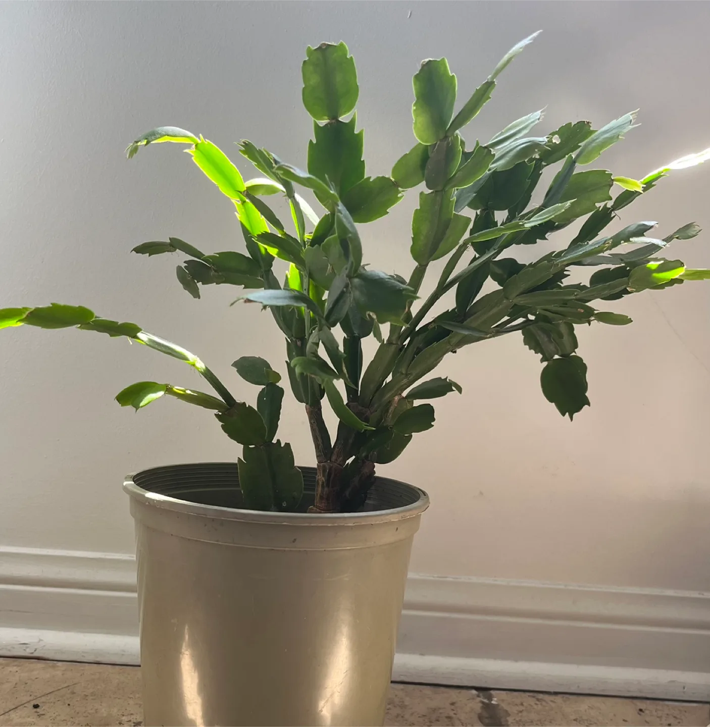 Christmas Cactus Plant thumbnail