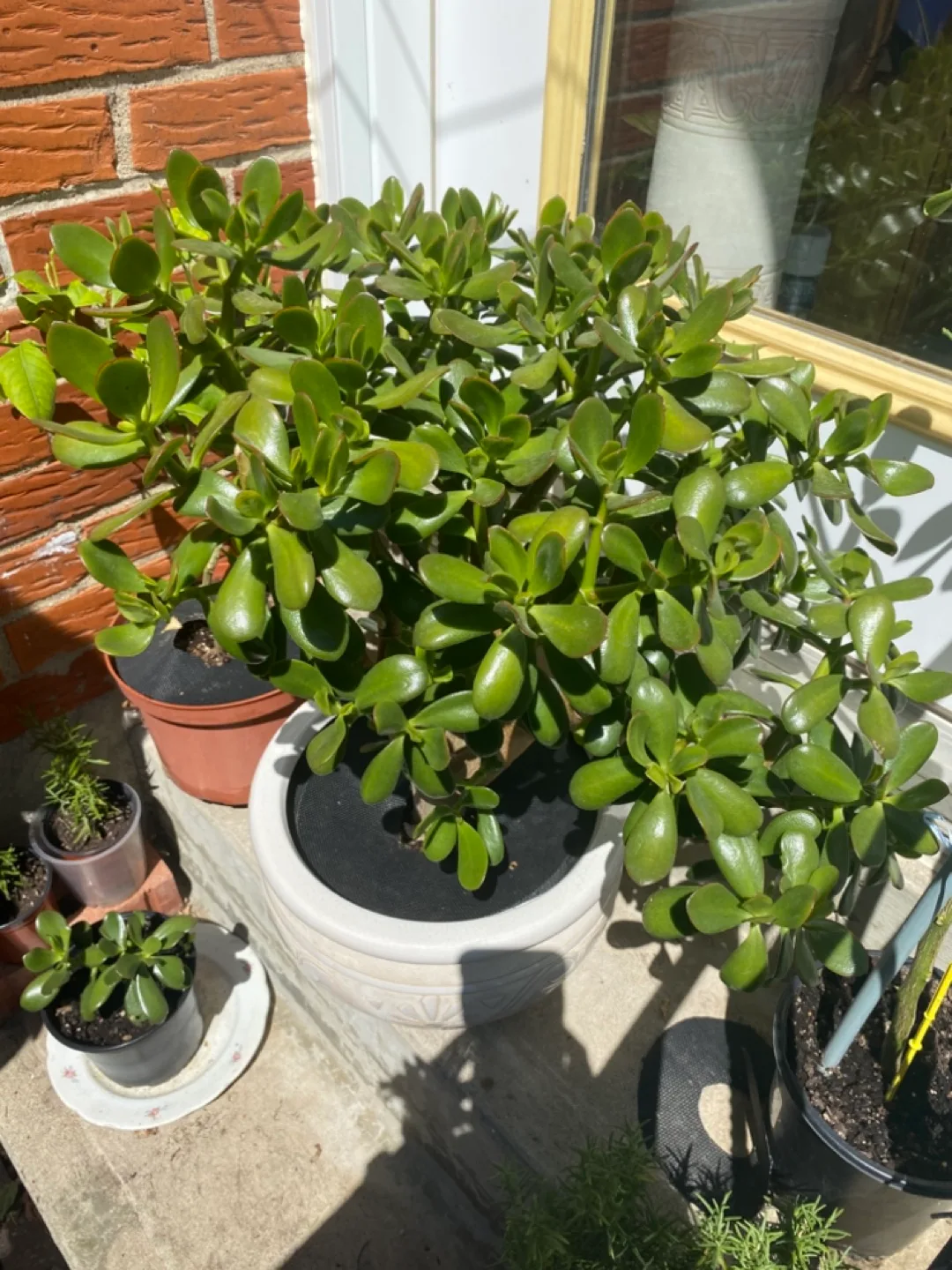 Large Jade Plant image indicator(2)