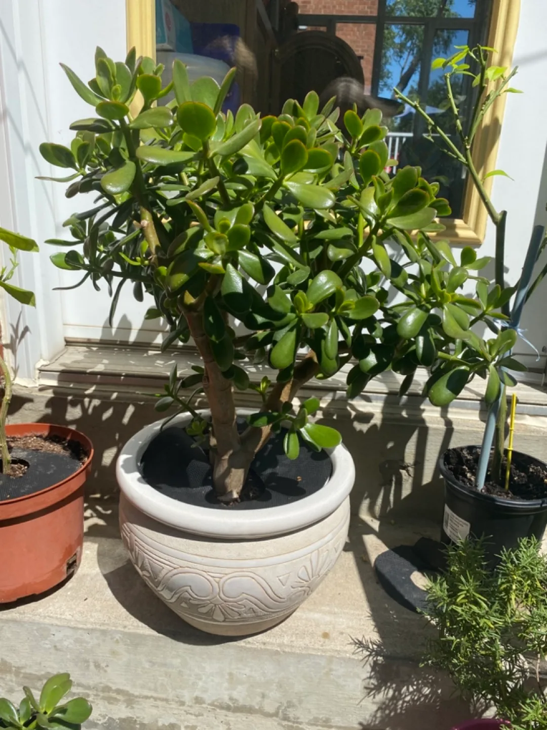 Large Jade Plant thumbnail