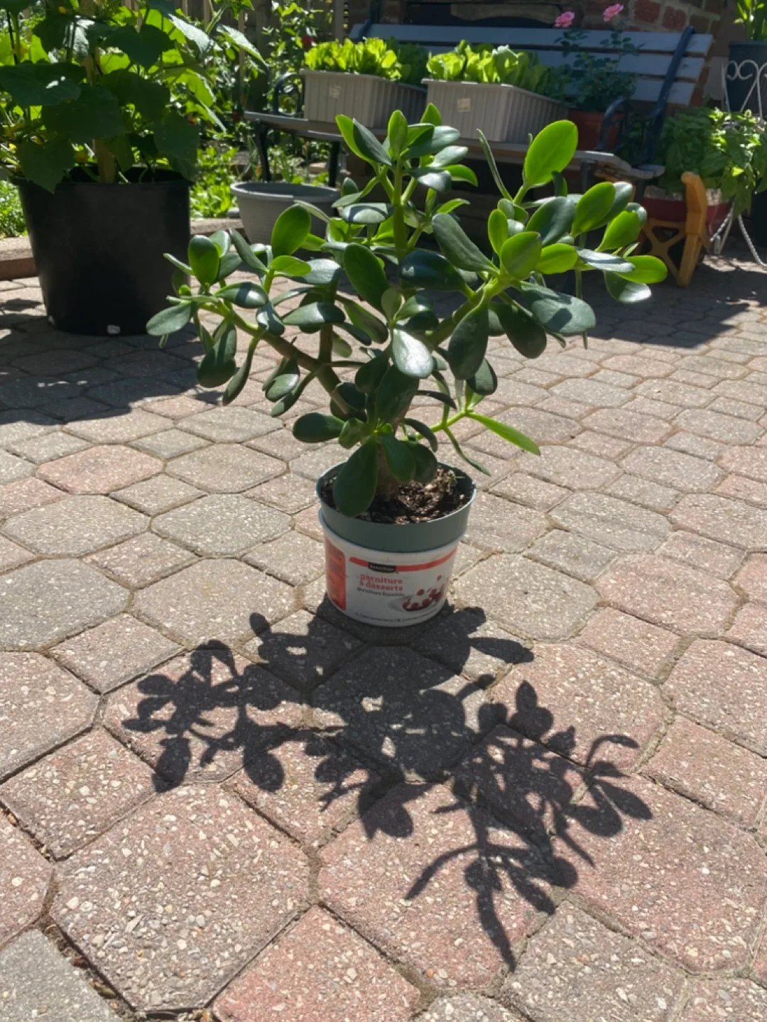 Medium sized Jade Plant thumbnail