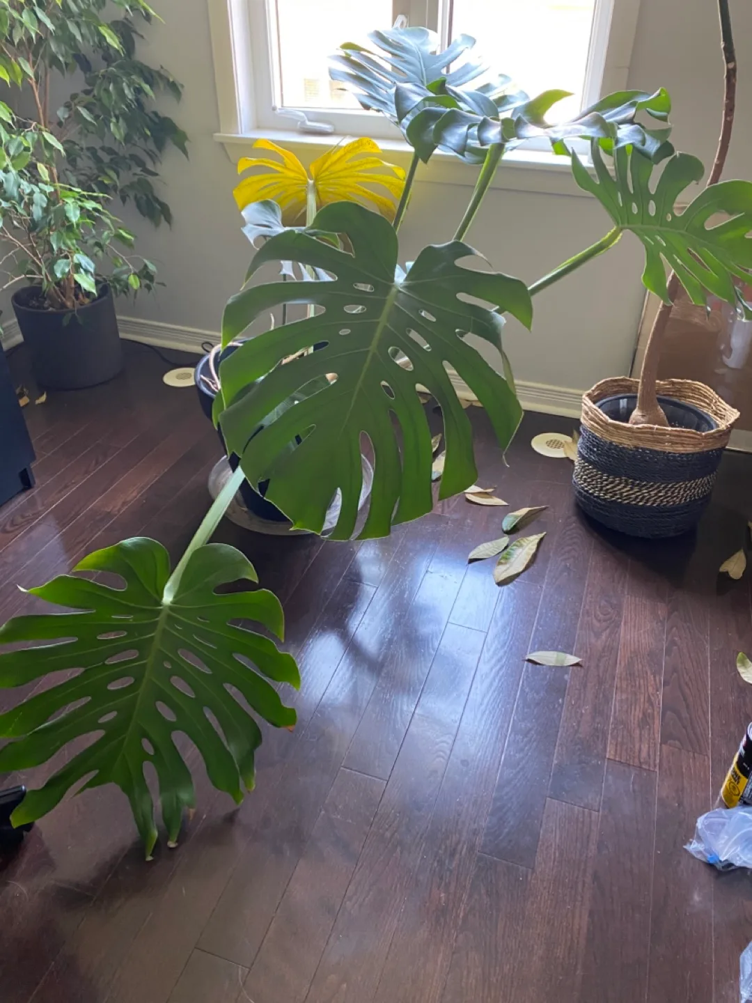 Huge Monstera Plant thumbnail