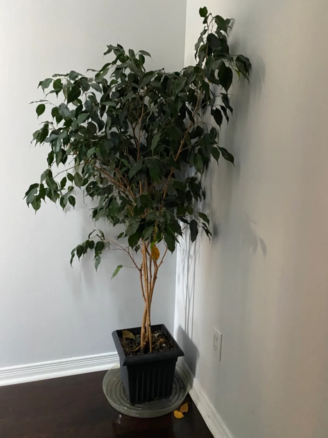 Huge Ficus Tree thumbnail