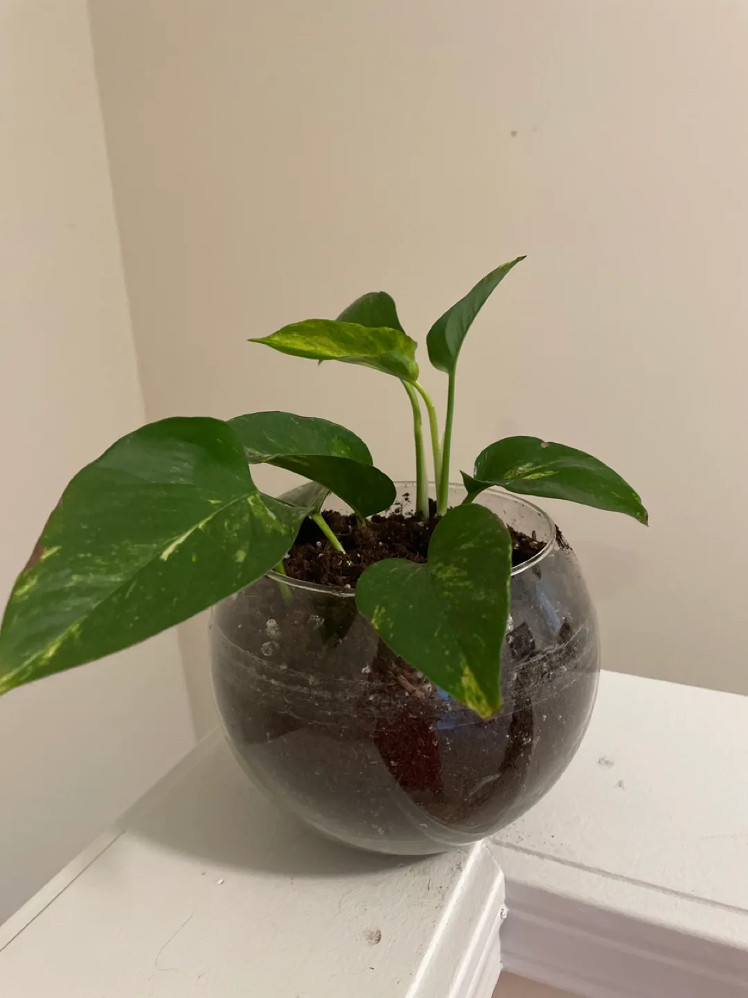 Pothos Plant in Glass Bowl thumbnail
