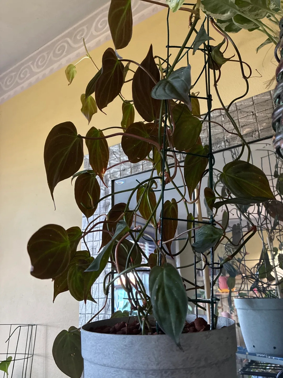 Philodendron Micans Plant image indicator(2)