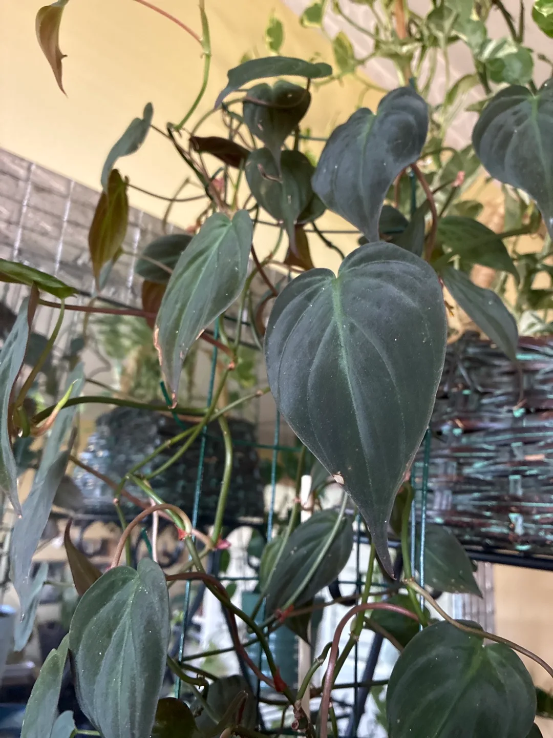 Philodendron Micans Plant image indicator(3)