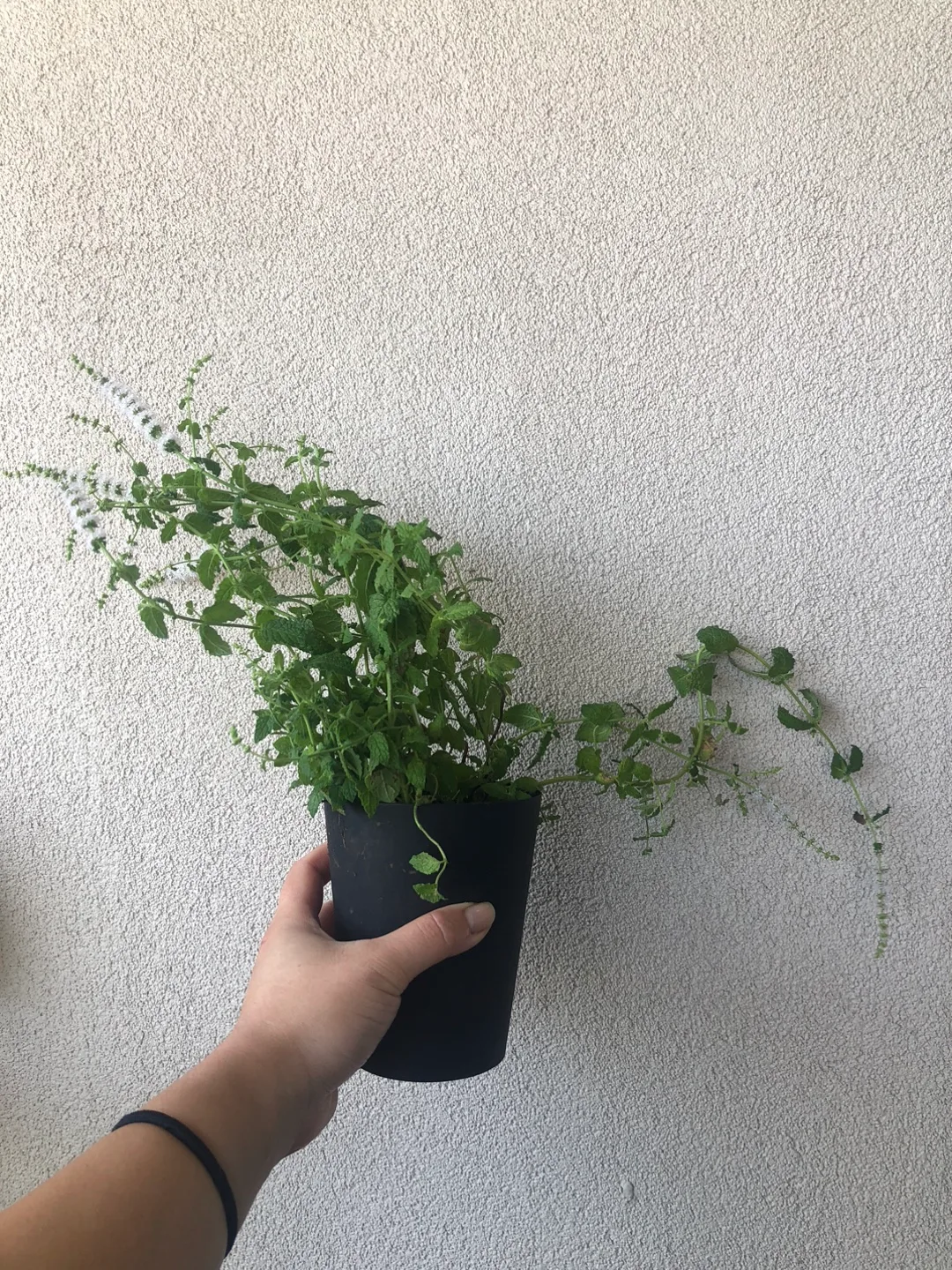 Strawberry Mint Plant 🌱 thumbnail