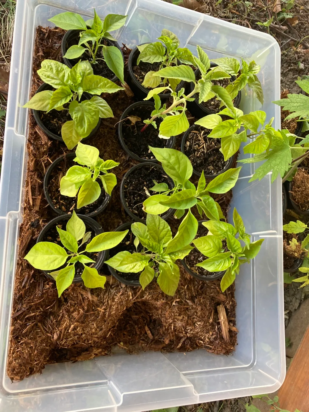 Pepper Seedlings - Ready to Plant! thumbnail