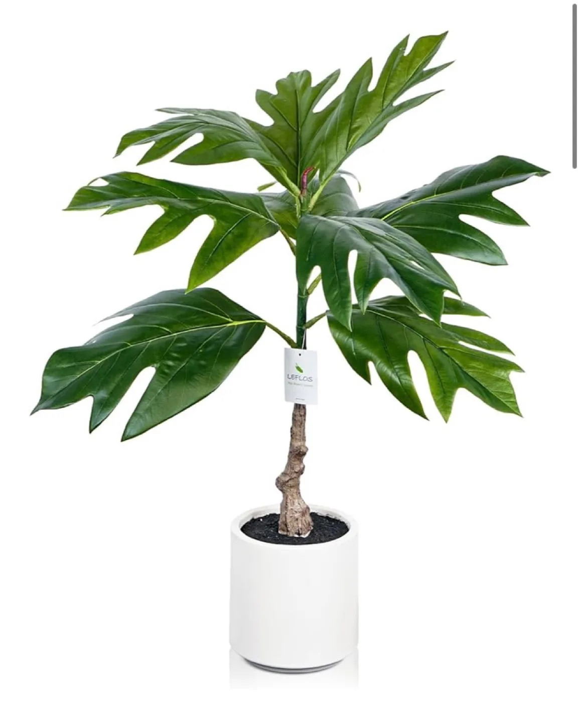 New Leflos Artificial Breadfruit Tree Indoor, 2ft thumbnail