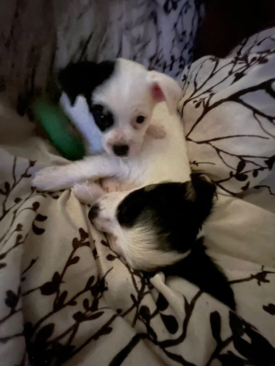 Chihuahua puppy’s thumbnail